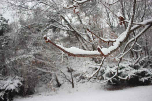 snow on ground and tree branches in winter snowfall season in month of December and January