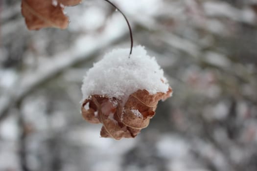 Snow on leaves of plant during snowfall winter season. closeup view of snowflakes on plant in park