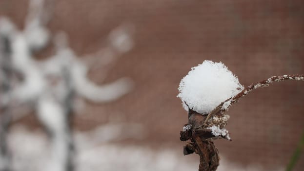 Snow on leaves of plant during snowfall winter season. closeup view of snowflakes on plant in park