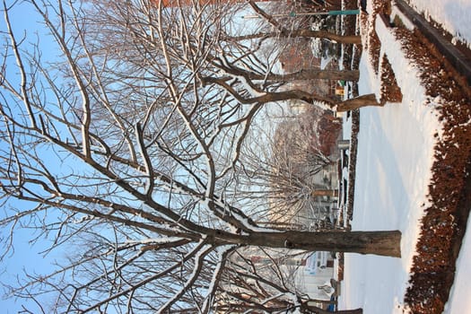 snow on ground and tree branches in winter snowfall season in month of December and January