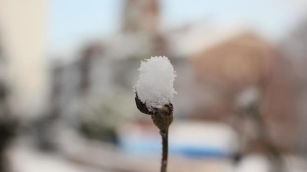 Snow on leaves of plant during snowfall winter season. closeup view of snowflakes on plant in park