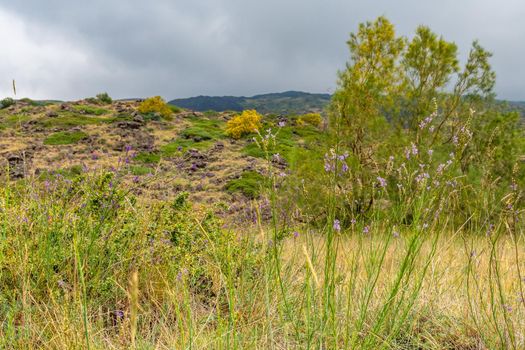 View of Etna volcano landscape among the clouds near Rifugio Sapienza. The typical summer vegetation and flowers partially cover the lava flow. Sicily, Italy