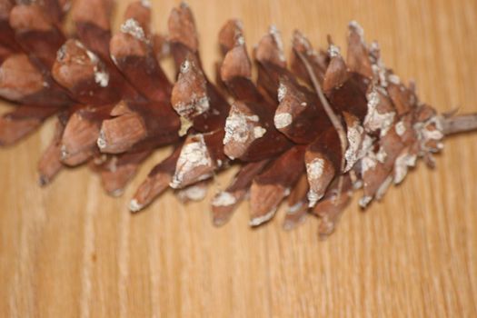 Close-Up of pine cone on wooden floor background. Pine (conifer) cone, seed cone, ovulate cone on brown wood background