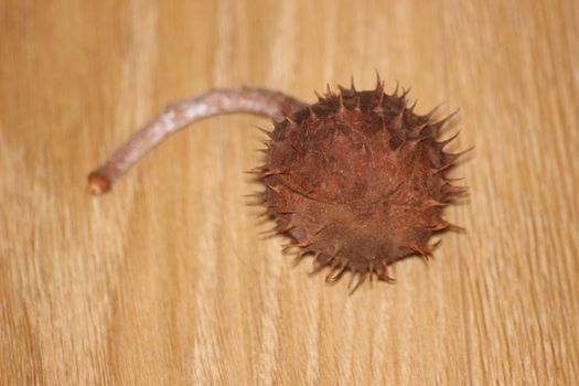 Chestnut and chestnut pod with spines on a wooden floor. Close-Up of dried fruits over wooden background.
