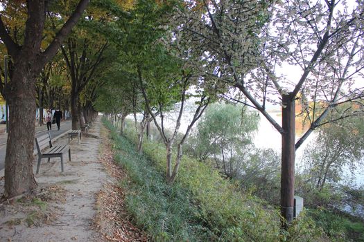 Paved pedestrian way or walk way with trees on sides for public walk. Suburban park with sidewalk along with trees on sideways