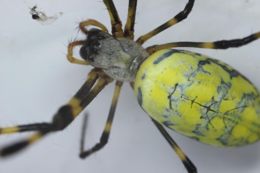 Giant spider macro view with selective focus, with blurred white background. Closeup view of a giant Spider