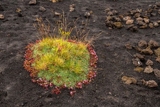 Colourful wild summer flowers growing on Etna Volcano lava stone surface, Sicily