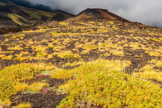 View of Etna volcano landscape among the clouds near Rifugio Sapienza. The typical summer vegetation and flowers partially cover the lava flow. Sicily, Italy