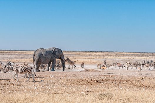 An african elephant drinking water at the Nebrownii waterhole in northern Namibia. Burchells zebras and springbok are visible