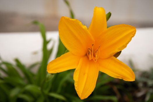 Closeup of an Amur daylily in a garden under the sunlight with a blurry background