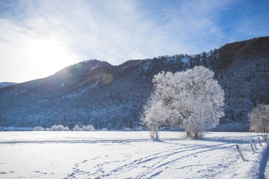 Idyllic winter landscape: snowy trees and fields, mountain range in background