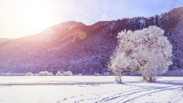 Idyllic winter landscape: snowy trees and fields, mountain range in background