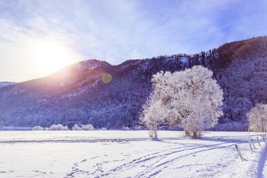 Idyllic winter landscape: snowy trees and fields, mountain range in background