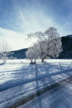 Idyllic winter landscape: snowy trees and fields, mountain range in background