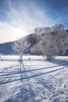 Idyllic winter landscape: snowy trees and fields, mountain range in background