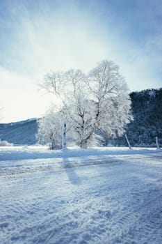 Idyllic winter landscape: snowy trees and fields, mountain range in background