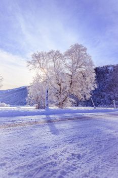 Idyllic winter landscape: snowy trees and fields, mountain range in background