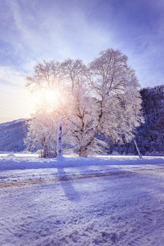 Idyllic winter landscape: snowy trees and fields, mountain range in background