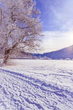 Idyllic winter landscape: snowy trees and fields, mountain range in background