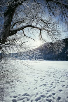 Idyllic winter landscape: snowy trees and fields, mountain range in background