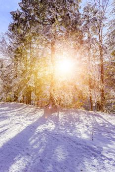 Winter landscape with footpath, snowy trees and blue sky