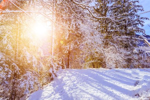Winter landscape with footpath, snowy trees and blue sky