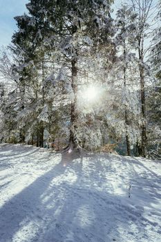 Winter landscape with footpath, snowy trees and blue sky