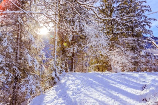Winter landscape with footpath, snowy trees and blue sky
