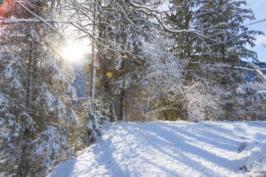 Winter landscape with footpath, snowy trees and blue sky