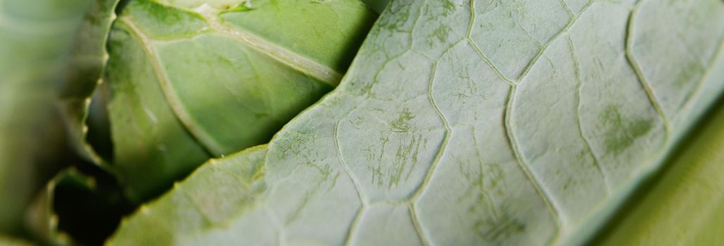 panoramic close- up of the structure of a green leaf of a cauliflower