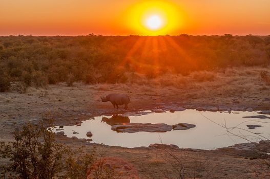 A black rhinoceros, browser, Diceros bicornis, with a sunset backdrop at a waterhole in northern Namibia