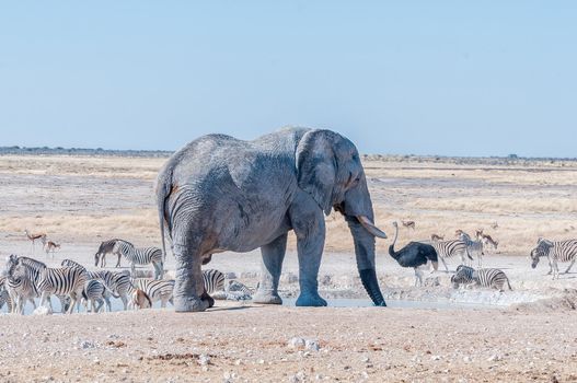 An african elephant drinking water at the Nebrownii waterhole in northern Namibia. Burchells zebras, springbok and a male ostrich are visible