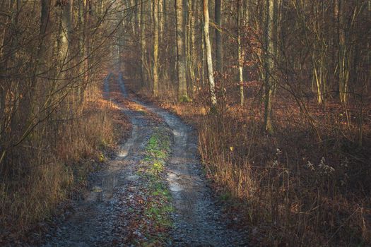 Dirt road through the brown forest, view on December day