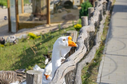 Close-up of a white goose looking out of the countryside