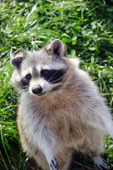 A beautiful raccoon sits on its hind legs