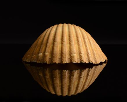 A seashell detailed in the shadow texture over a dark black reflective background.