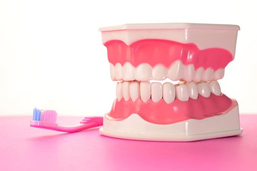A dental tooth model and pink toothbrush remind us to brush our teeth.