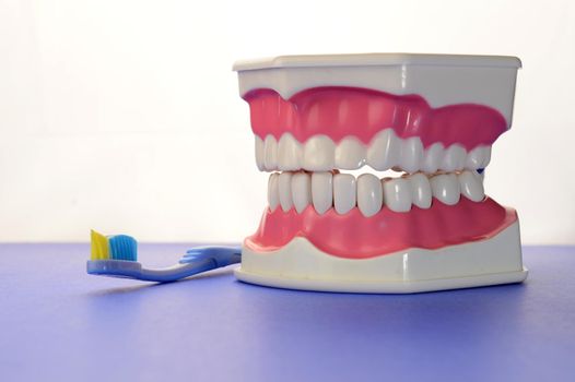 A dental tooth model and blue toothbrush remind us to brush our teeth.