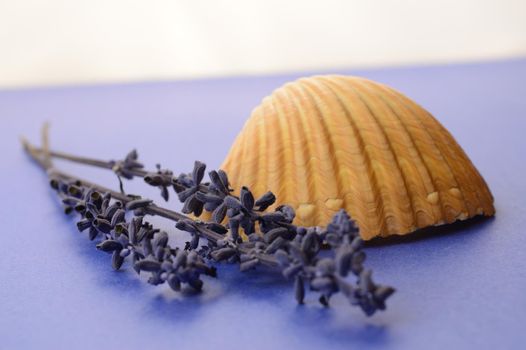 A calming image of a seashell and lavender over a blue and white background.