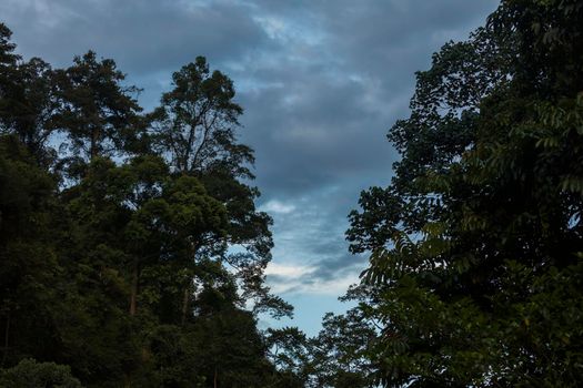 Jungle and trees of North Sumatra, in Gunung Leuser National Park, at sunset, near the river Bohorok, as the light goes out.