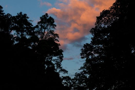Jungle and trees of North Sumatra, in Gunung Leuser National Park, at sunset, near the river Bohorok, as the light goes out.