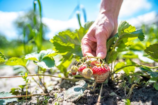 harvesting strawberries in a field on an organic farm.