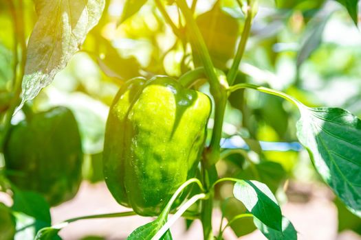 green peppers grown in a greenhouse on an organic farm.
