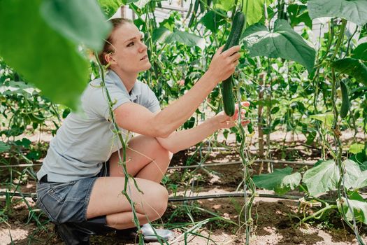 A farmer inspects a crop of cucumbers in a greenhouse on an organic farm.