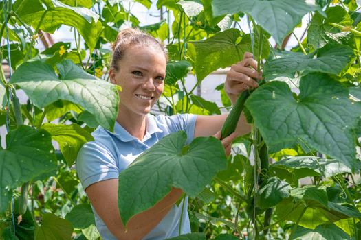 A farmer inspects a crop of cucumbers in a greenhouse on an organic farm.