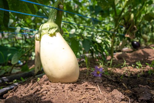 eggplant in a glass on an organic farm.