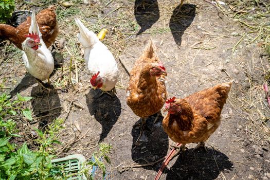 hen and rooster in the paddock at the farm yard.