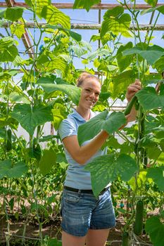 harvested cucumber on an organic farm in a greenhouse.