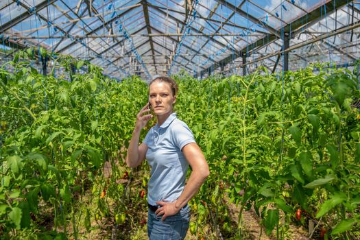 farmer phoning in a greenhouse on an organic farm growing tomatoes.