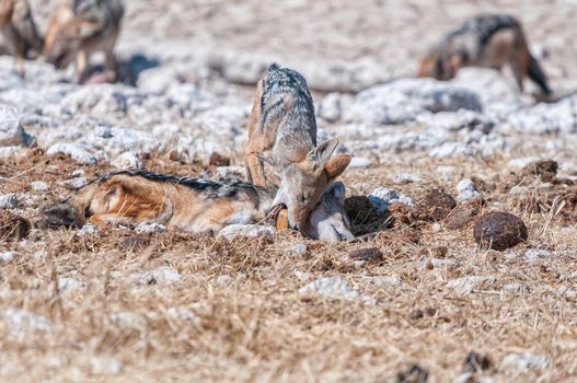 A dead black-backed jackal, Canis mesomelas, with another jackal biting its tracking collar